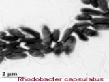 Rhodobacter capsulatus